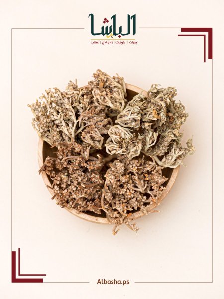 عشبة كف مريم